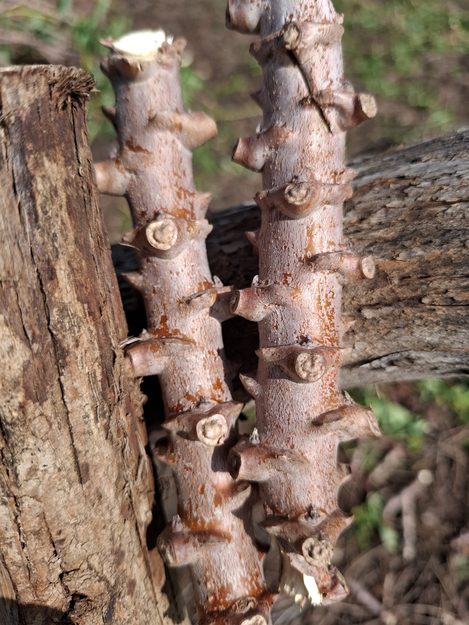 Cassava stems ready for seed multiplication