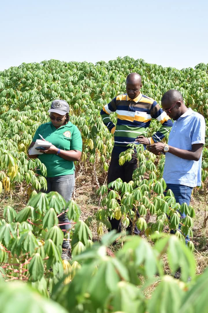 Lactone team members inspecting cassava in the field