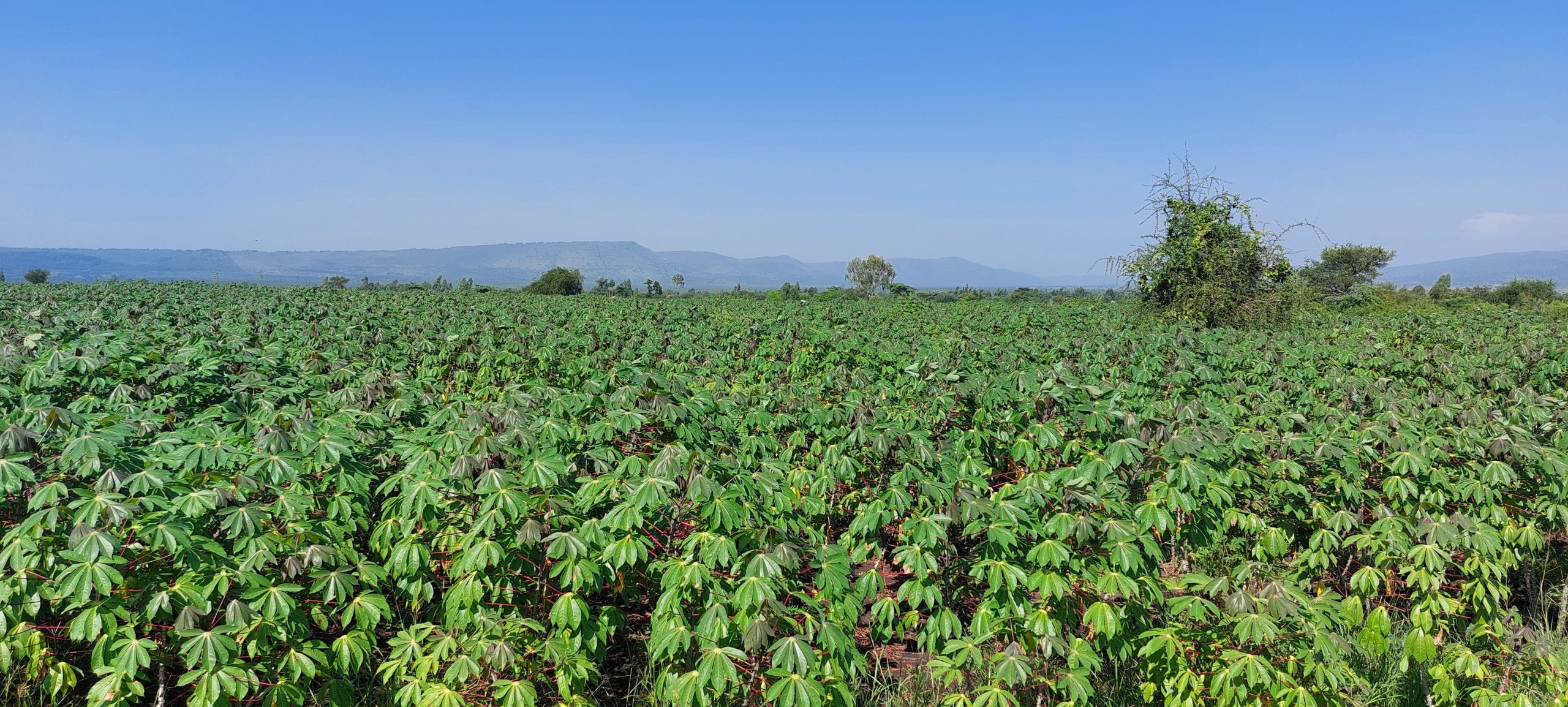 A thriving cassava field in Lambwe Valley, Homa Bay