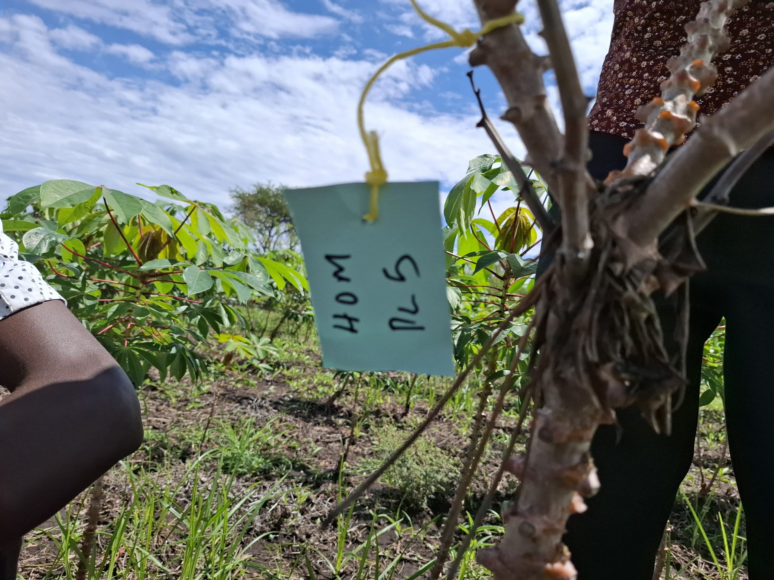 Inspecting a tagged cassava plant in the field